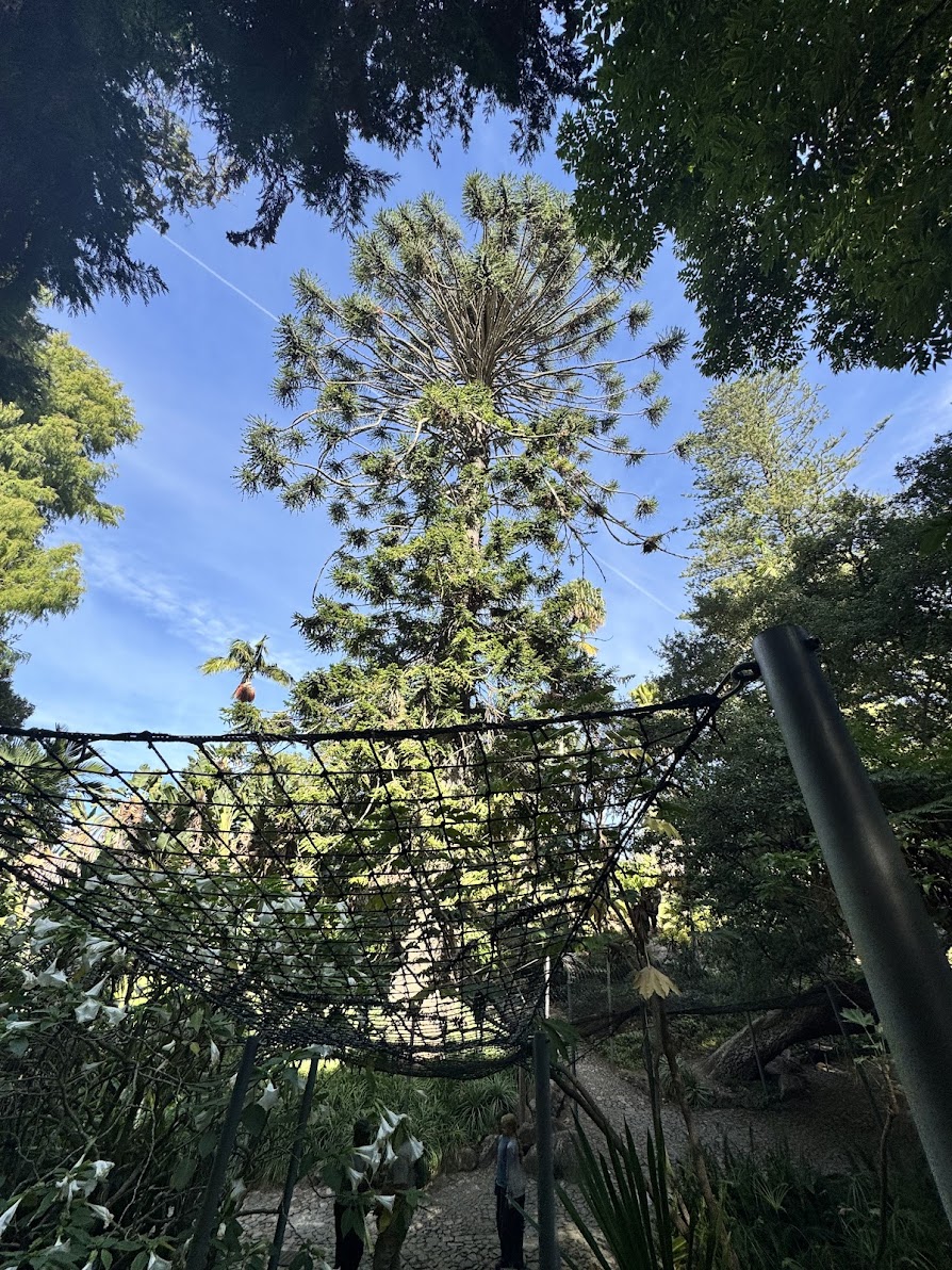 Massive Bunya Pine native to Queensland, Australia that drops pine cones weighing up to 10kg