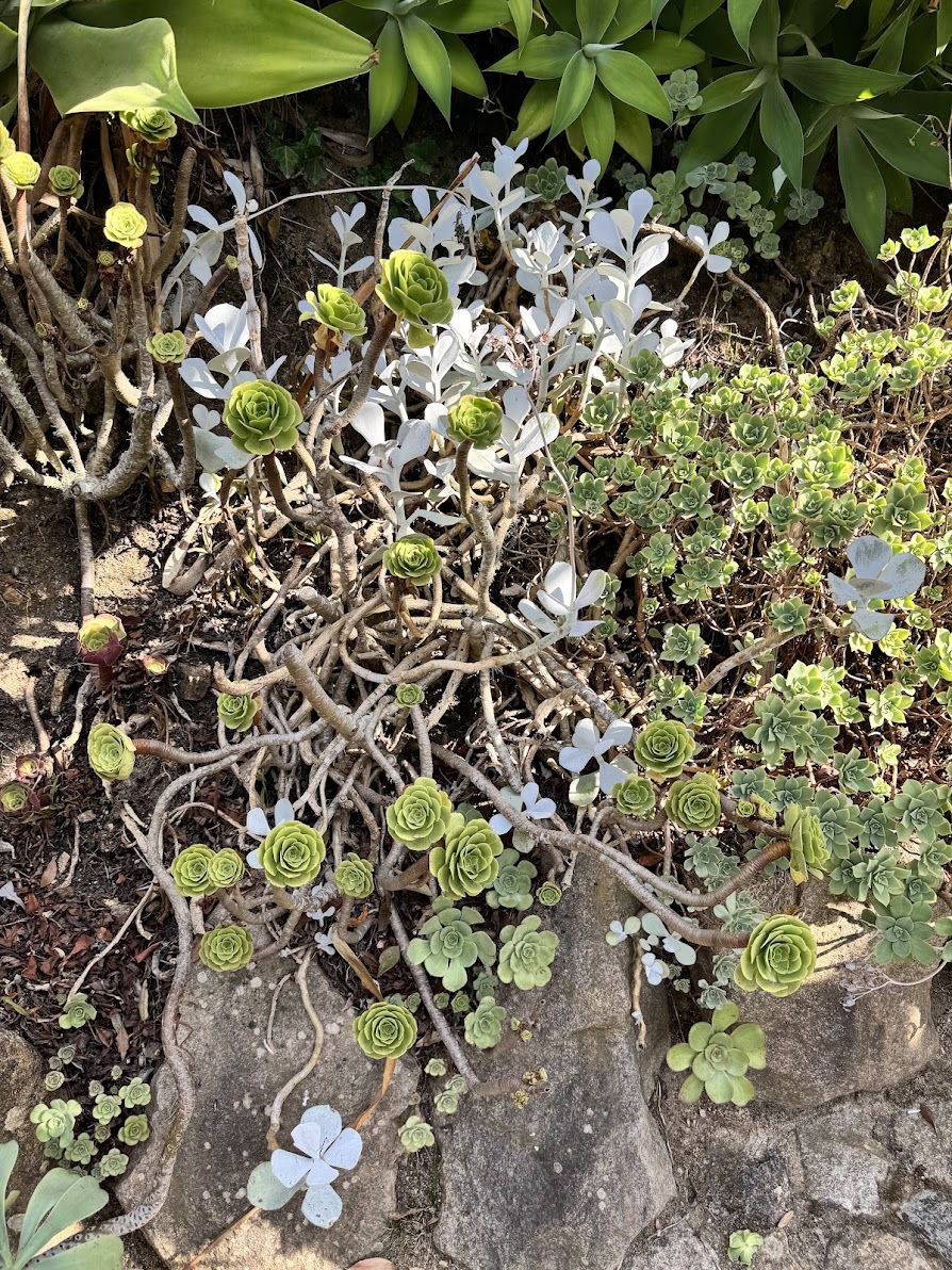 More plants in the gardens