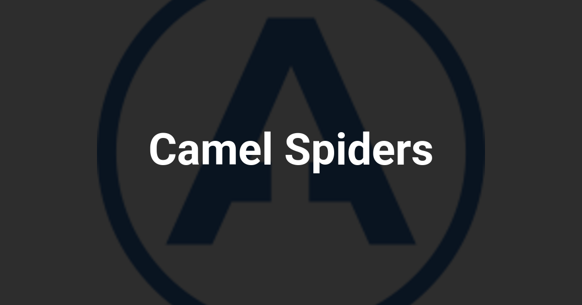 Camel Spiders